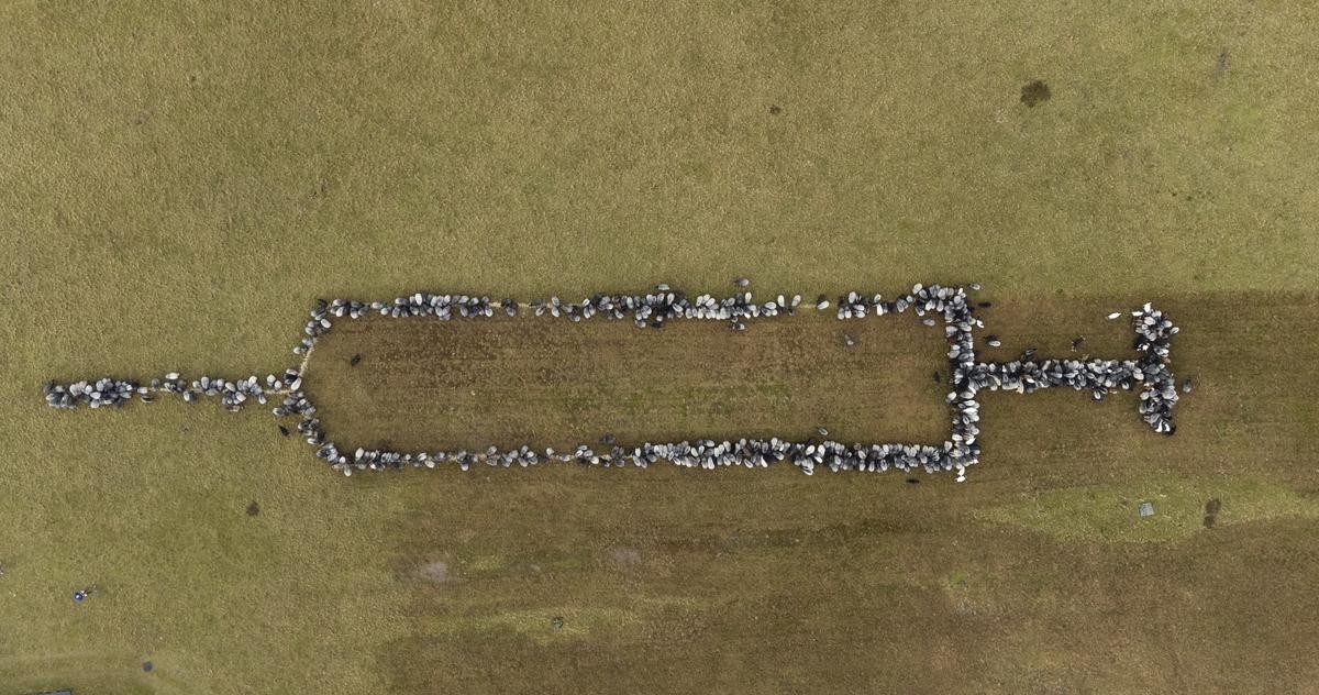 Eine Luftaufnahme zeigt die Tierische Aktion in der Lüneburger Heide.