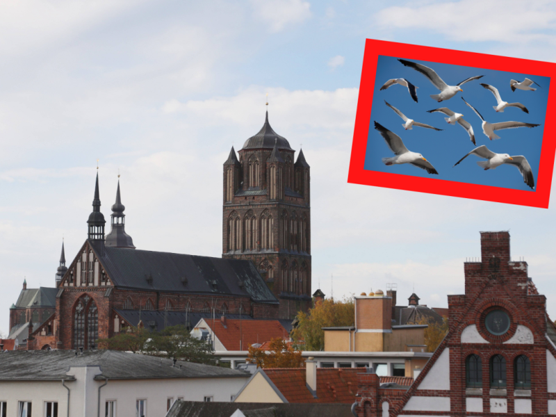 Mecklenburg-Vorpommern Ostsee Möwen Küste Verbot.png