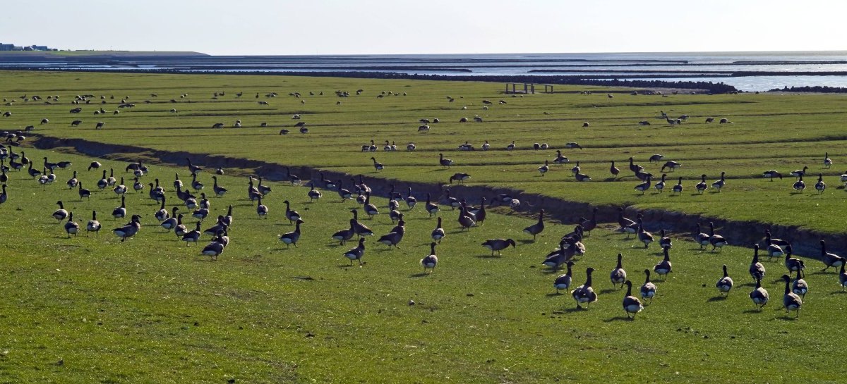 Meer Wattenmeer Ringelgans Schleswig-Holstein