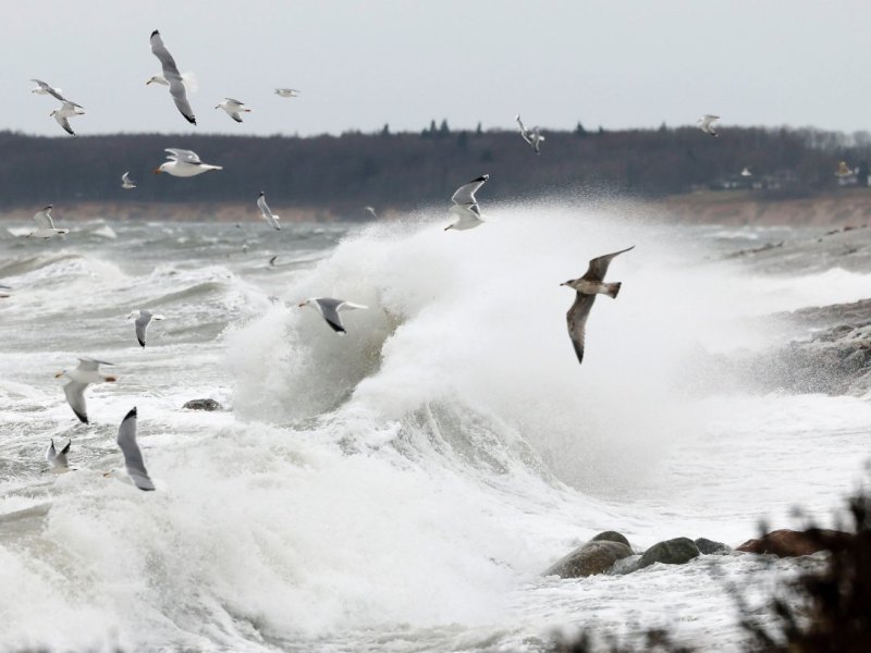 Möwen Ostsee