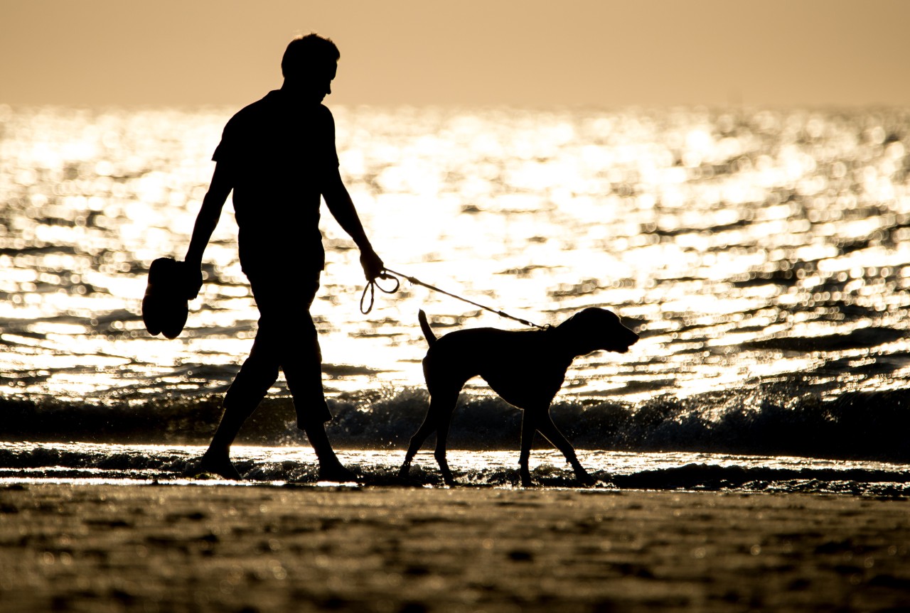 Ein Mann erlebte mit seinem Hund auf Norderney einen Schreckmoment. (Symbolbild)