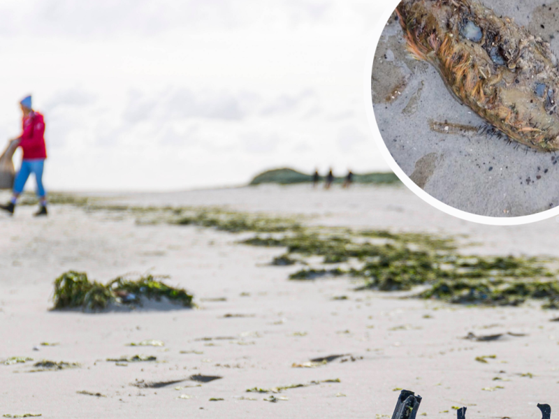 Nordsee.png