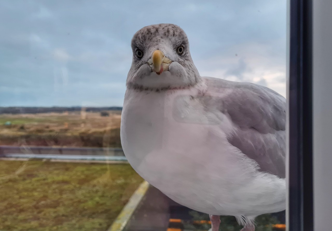 „Emma“ stattet der Reha-Klinik auf der Nordsee-Insel Borkum öfter mal einen Besuch ab. 