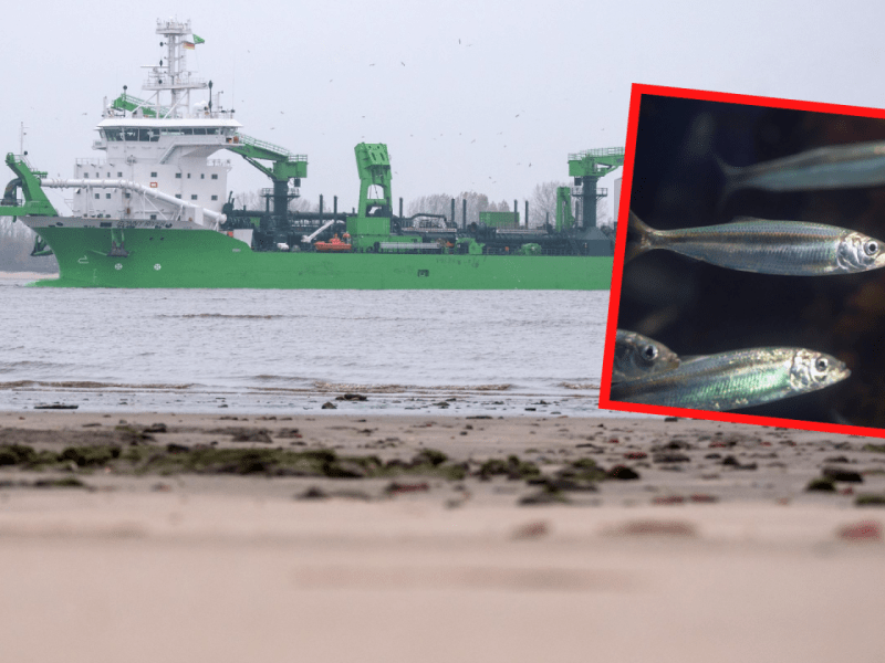 Nordsee Cuxhaven Fischersterben Elbvertiefung