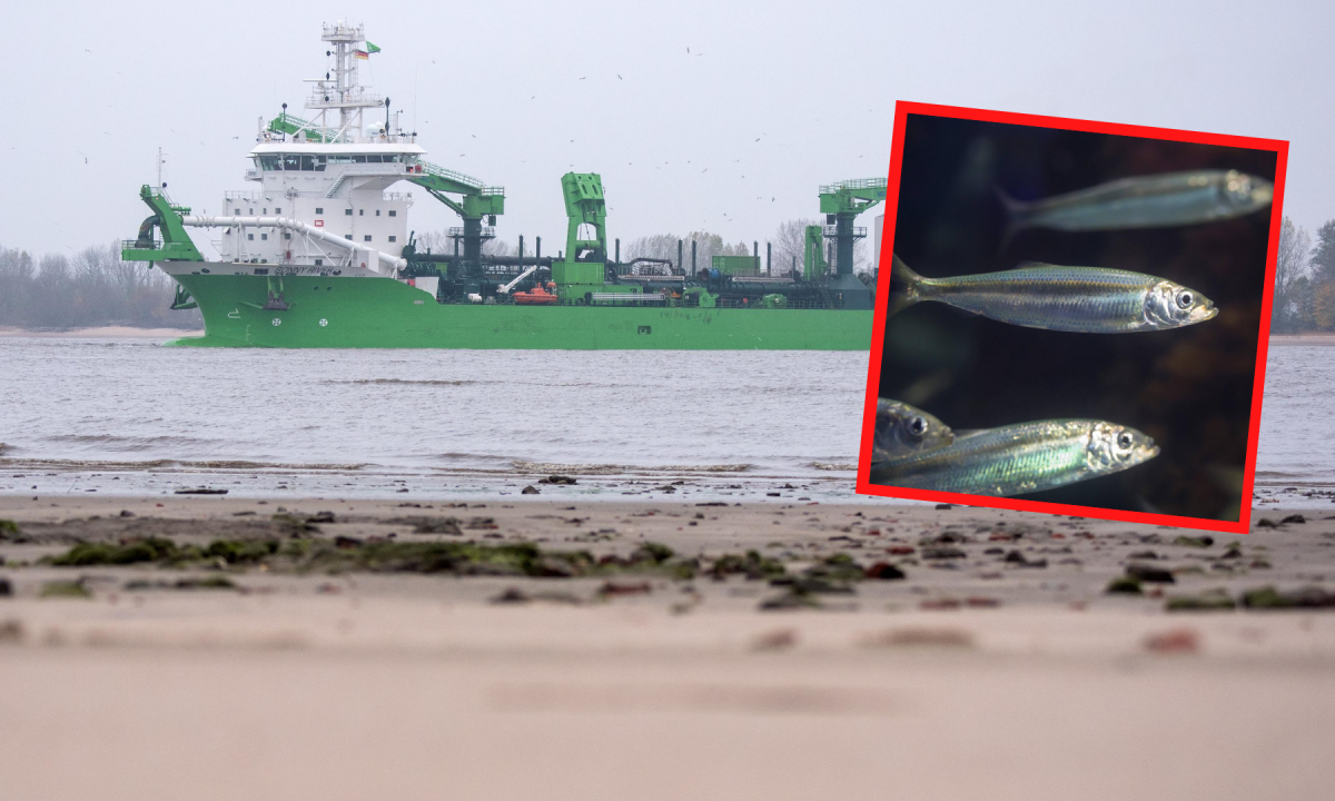 Nordsee Cuxhaven Fischersterben Elbvertiefung