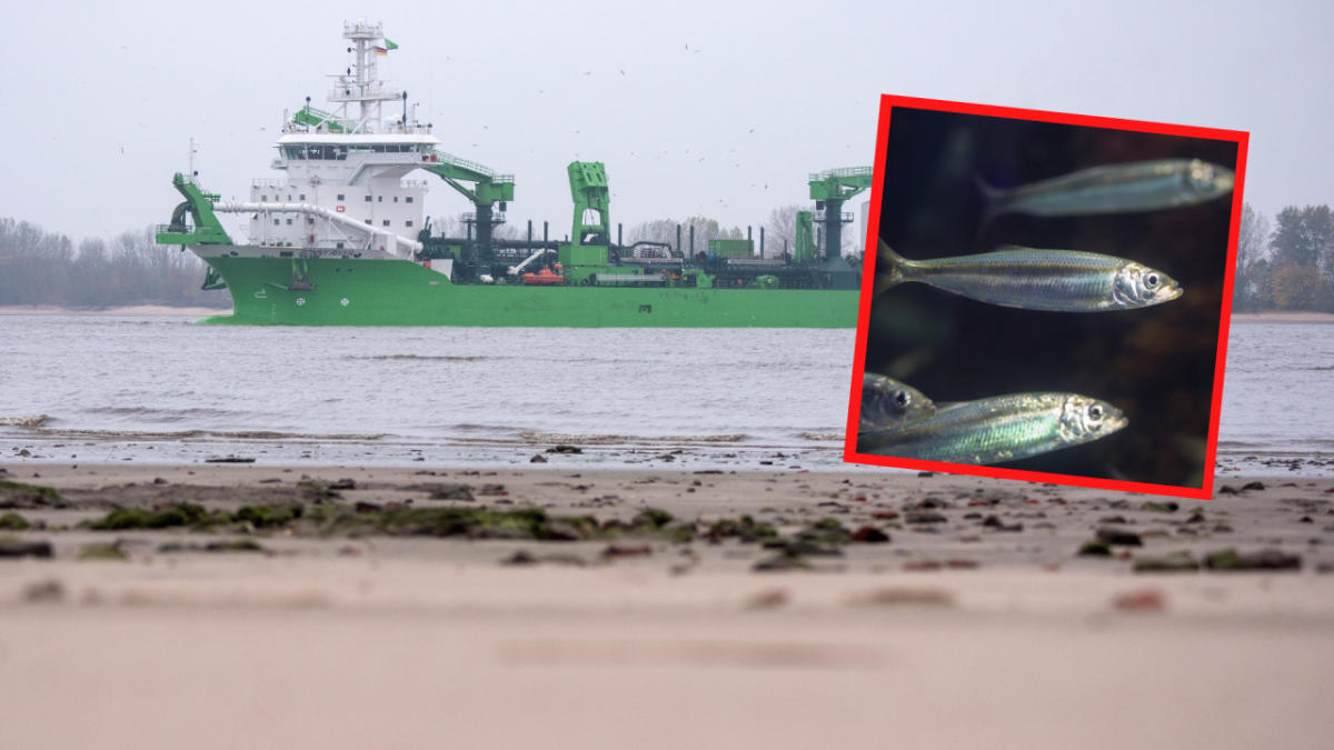 Nordsee Cuxhaven Fischersterben Elbvertiefung