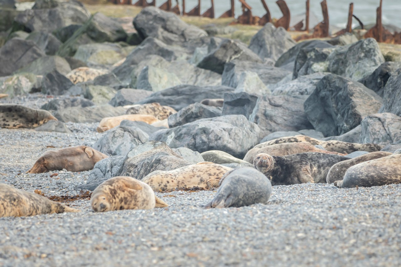 Kegelrobben am Strand der Nordsee-Insel Helgoland.