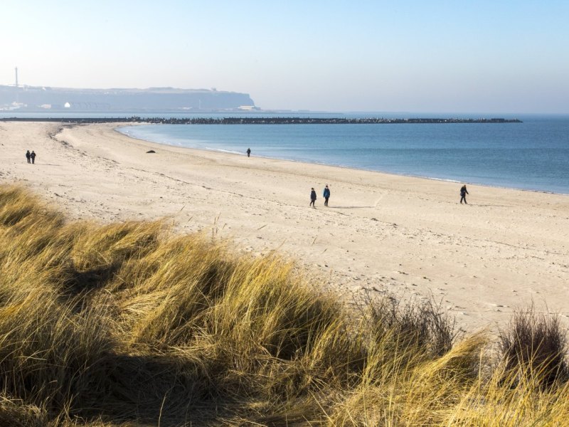 Nordsee Helgoland Nordstrand Kegelrobben.jpg