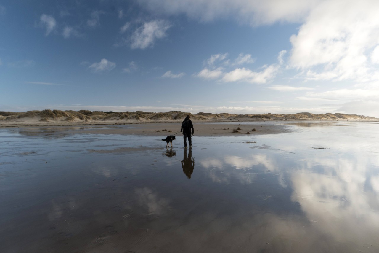 Ein Mann möchte mit seiner Hündin unbedingt auf die Nordsee-Insel Sylt (Symbolbild).