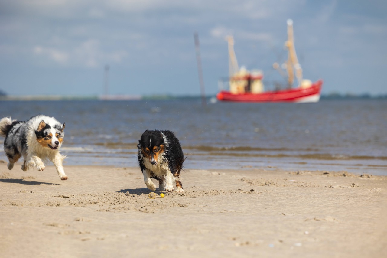Hunde toben an der Nordsee