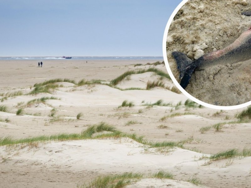 Nordsee_Schweinswale.jpg
