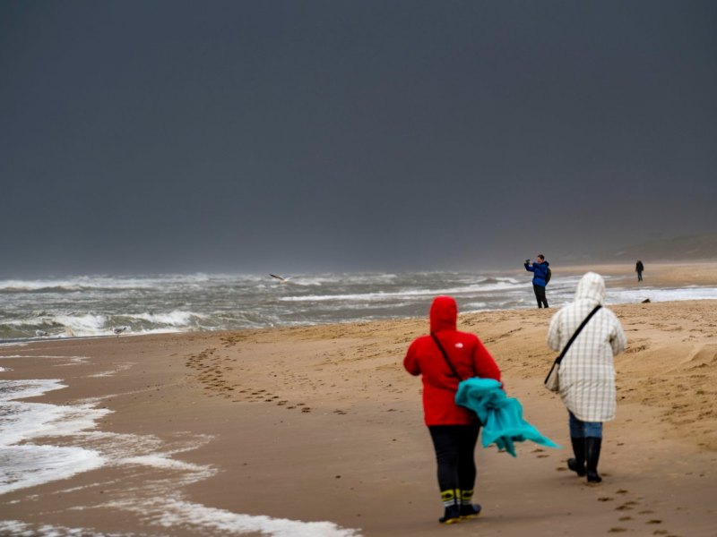 Nordsee Sylt Seehunde Ellenbogen Robben Wattenmeer Robbe
