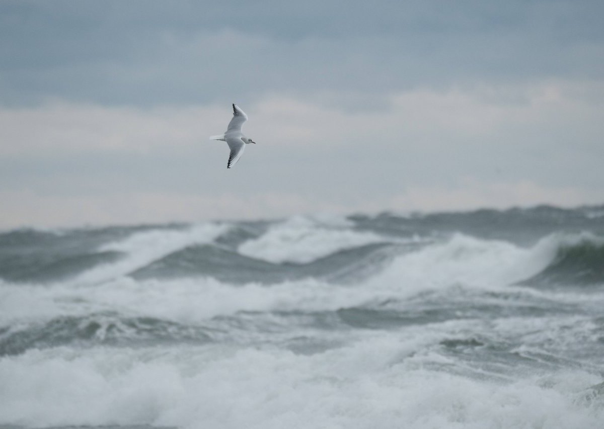 Ostsee.jpg