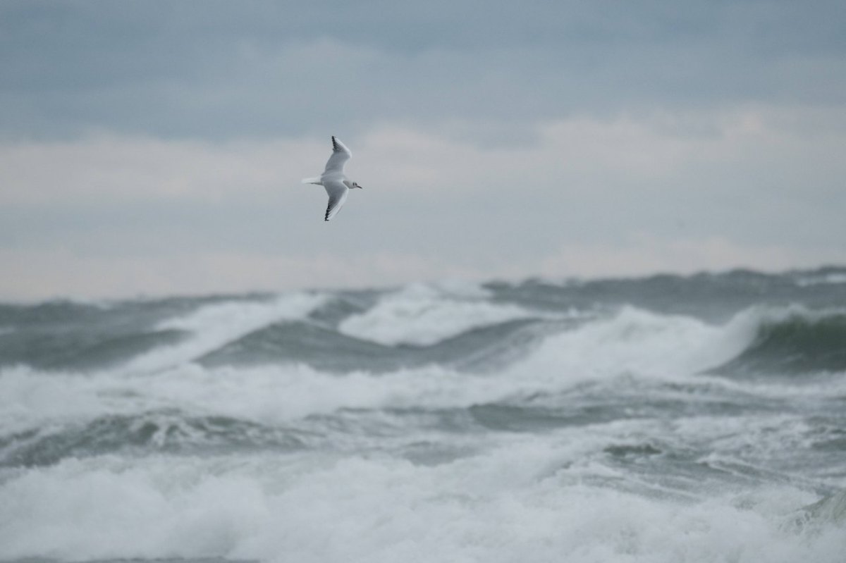 Ostsee.jpg