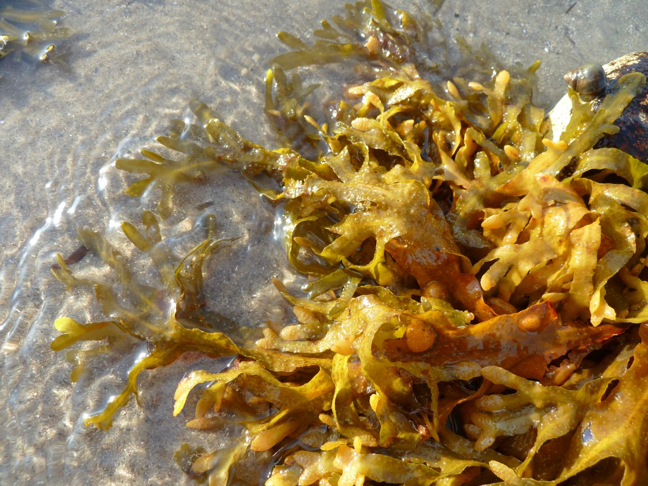 Der Blasentang „Fucus vesiculosus“ in der Ostsee. 