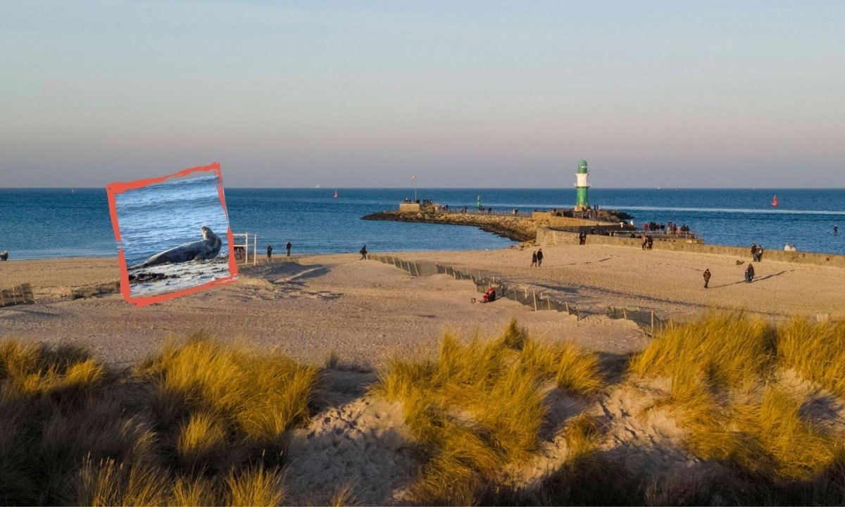 Ostsee Kegelrobben.jpg