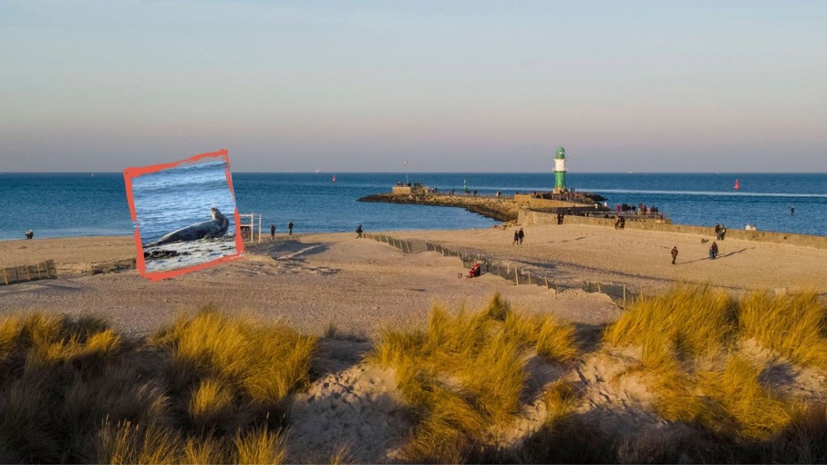 Ostsee Kegelrobben.jpg