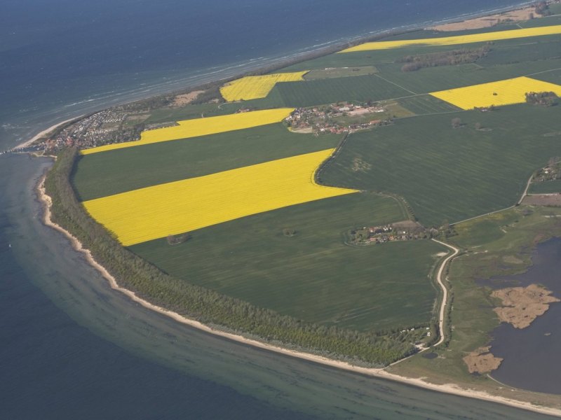 Ostsee Raps.jpg