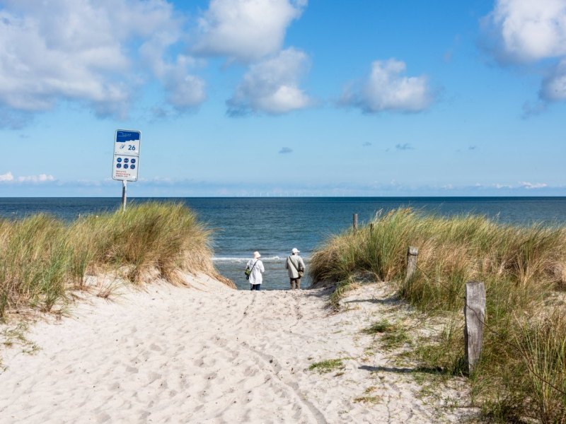 Ostsee Tiere Urlaub Sandwolfspinne Bliesdorf Schashagen Facebook Spinne Insekt