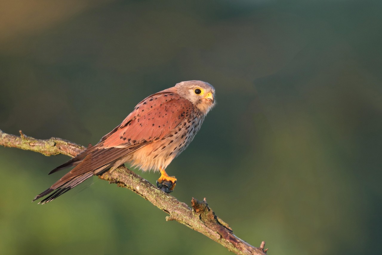 Ein Turmfalke