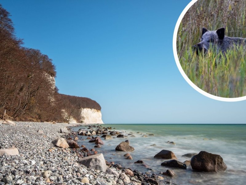 Ostsee Wildschwein.jpg