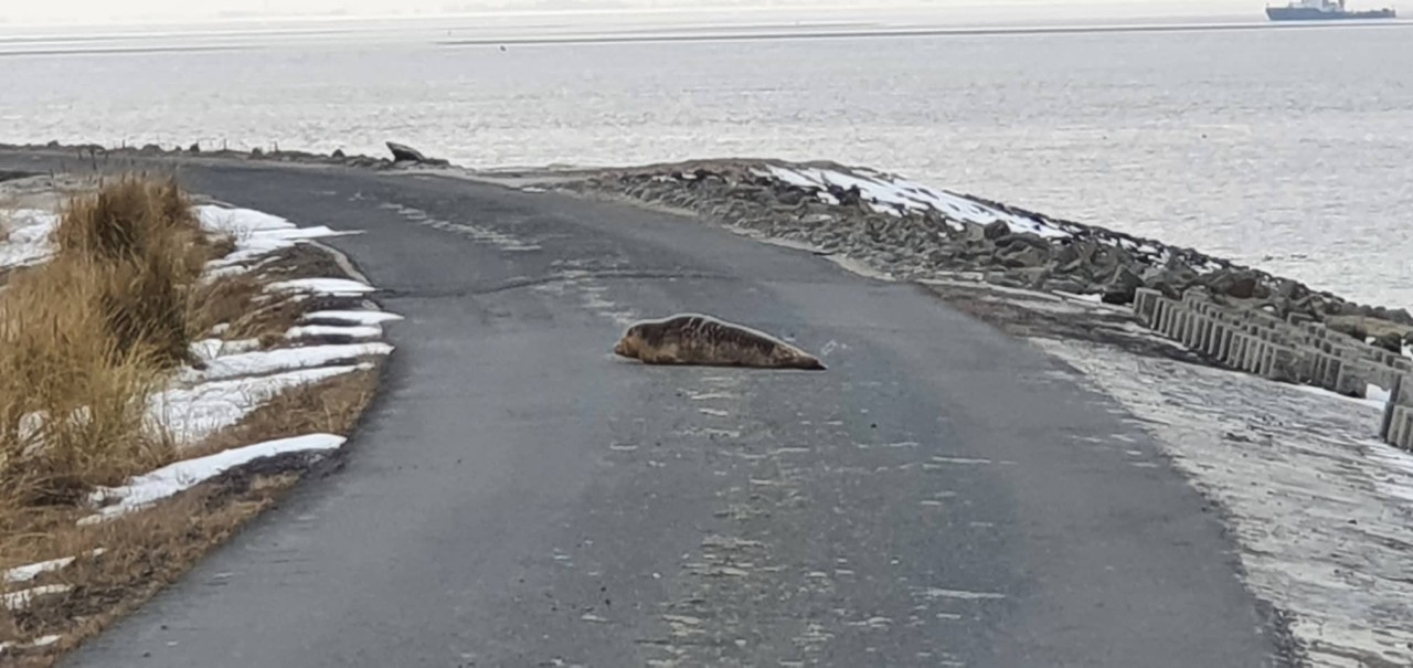 In Wangerooge hat ein Mann eine Robbe entdeckt.