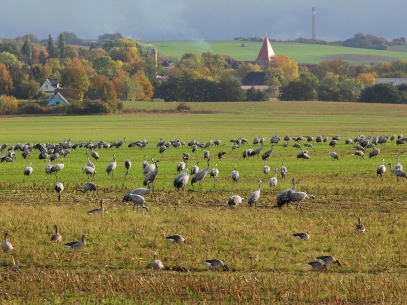 Rügen