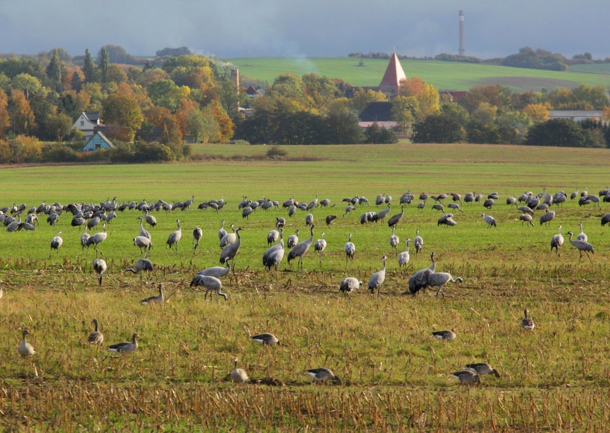 Rügen