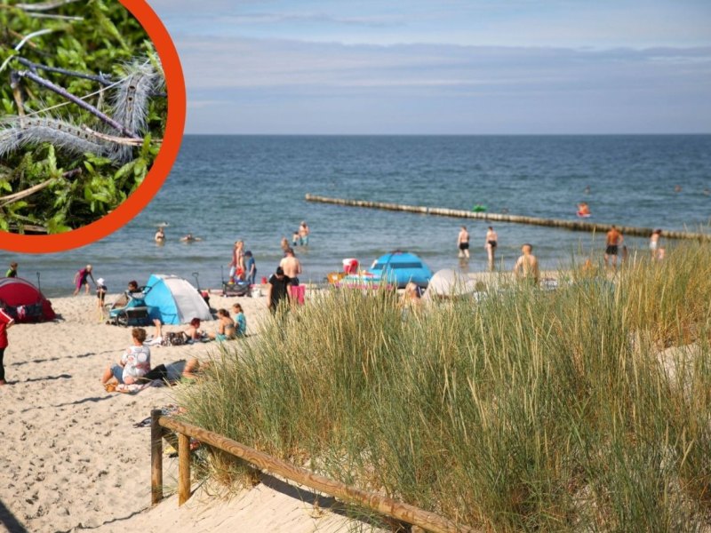 Rügen Kiefern-Prozessionsspinner 1.jpg