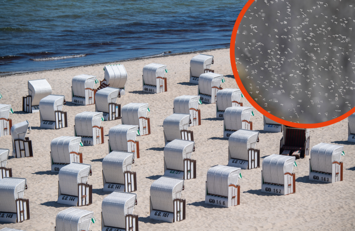 Rügen Ostsee Usedom Mücken Stiche Meer Küste Plage Insekten Schutz Insekten Urlaub Mückenspray