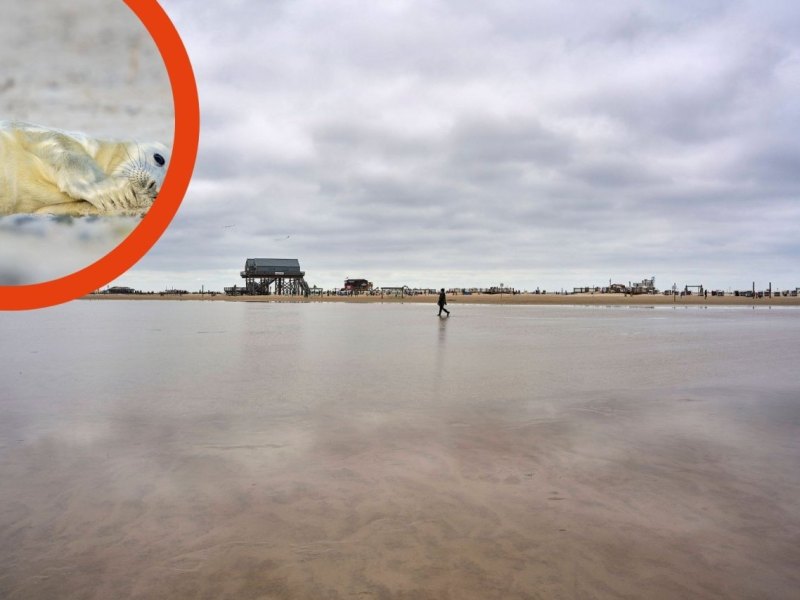 Sankt Peter-Ording Heuler.jpg