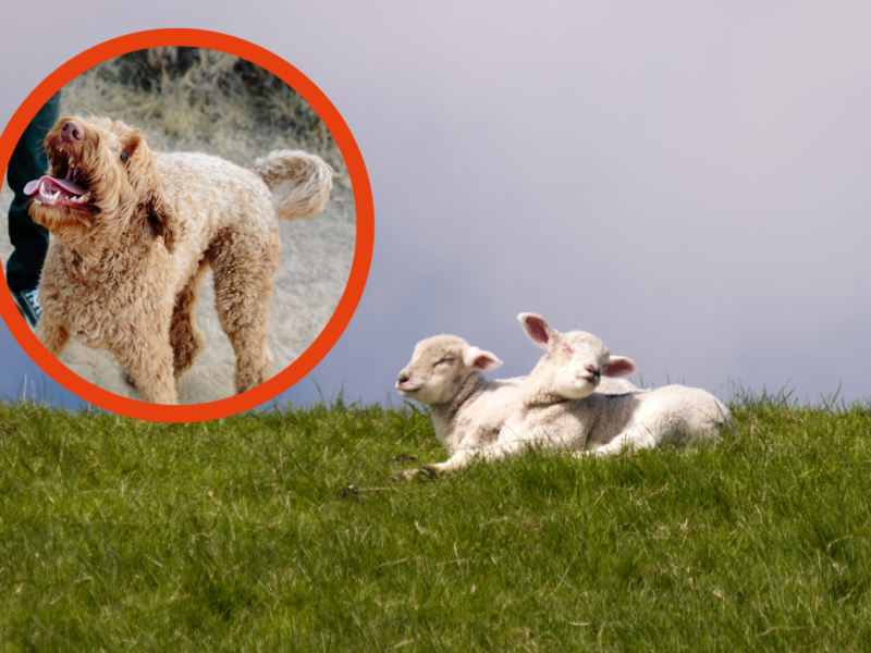 Sankt Peter-Ording Hund Lamm.png