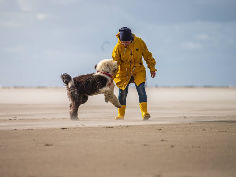 Sankt Peter-Ording Hund Strand.jpg