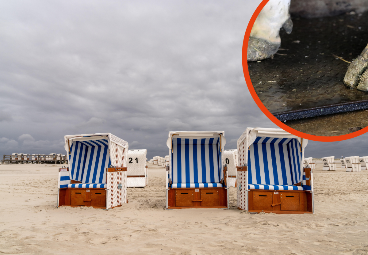 Sankt Peter-Ording (SPO) Deich Straße Rinder Tourismus Facebook Nordsee Strand Küste Kühe Gefahr