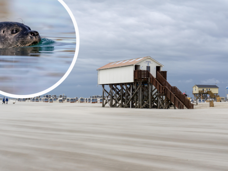 Sankt Peter-Ording (SPO) Nordsee Westküstenpark Robbarium Seehund Facebook Robbe Trauer