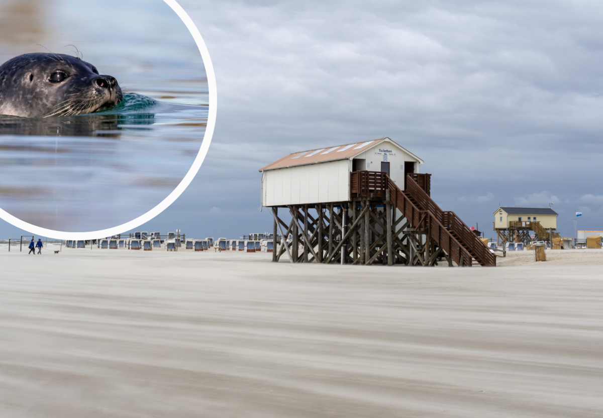 Sankt Peter-Ording (SPO) Nordsee Westküstenpark Robbarium Seehund Facebook Robbe Trauer