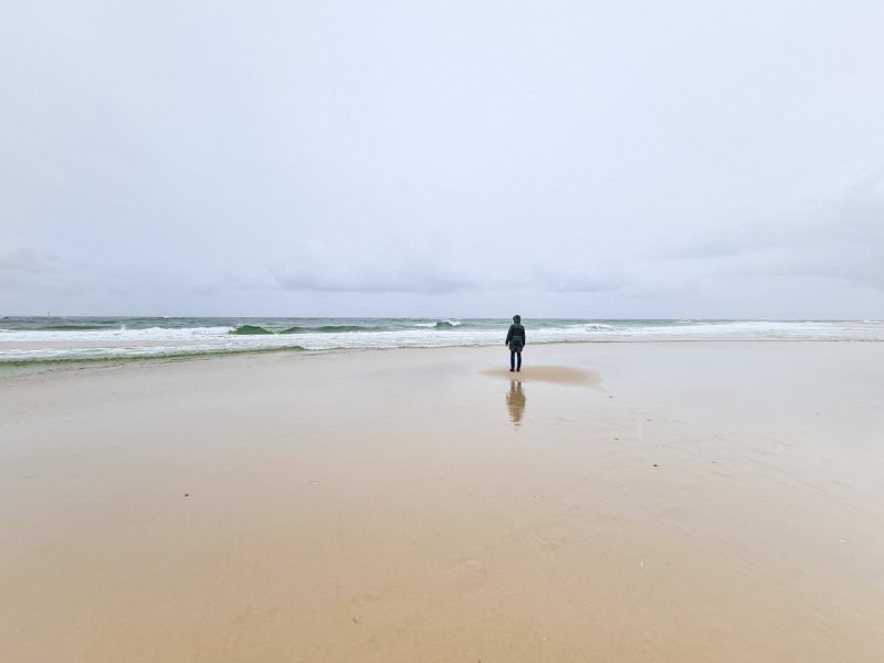 Schaf Sylt.jpg