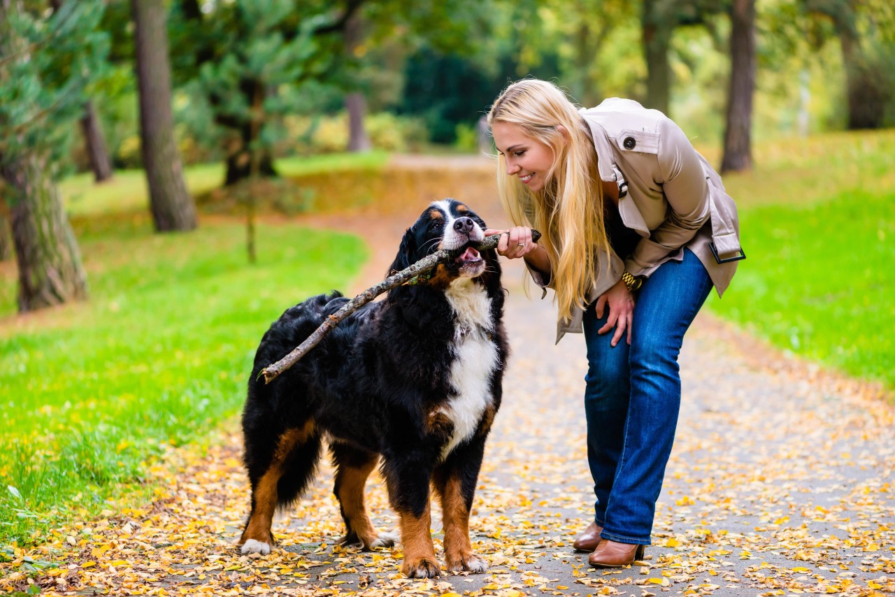 Ein Berner Sennenhund aus Schleswig-Holstein hat eine erstaunliche Fähigkeit (Symbolbild).