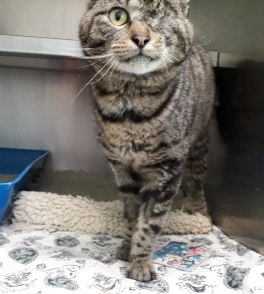 Schleswig-Holstein Kater.jpg