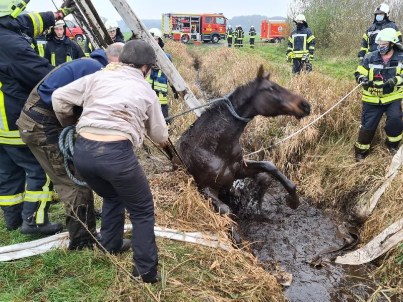 Schleswig-Holstein-Pferd.jpg