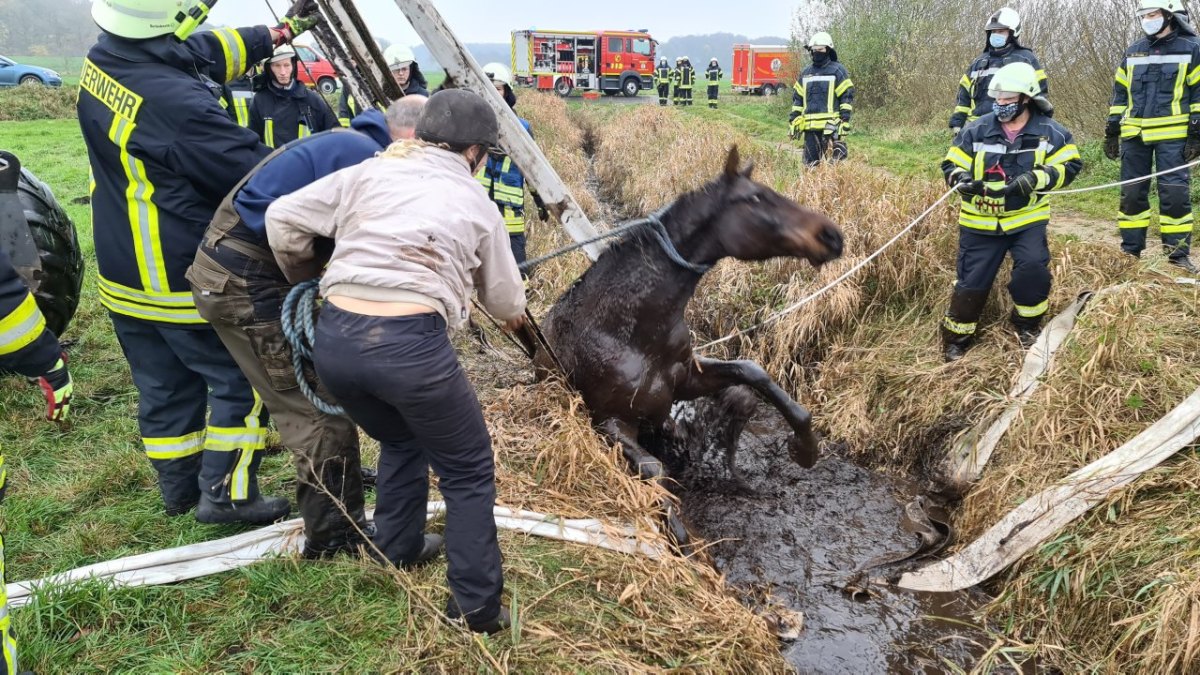 Schleswig-Holstein-Pferd.jpg