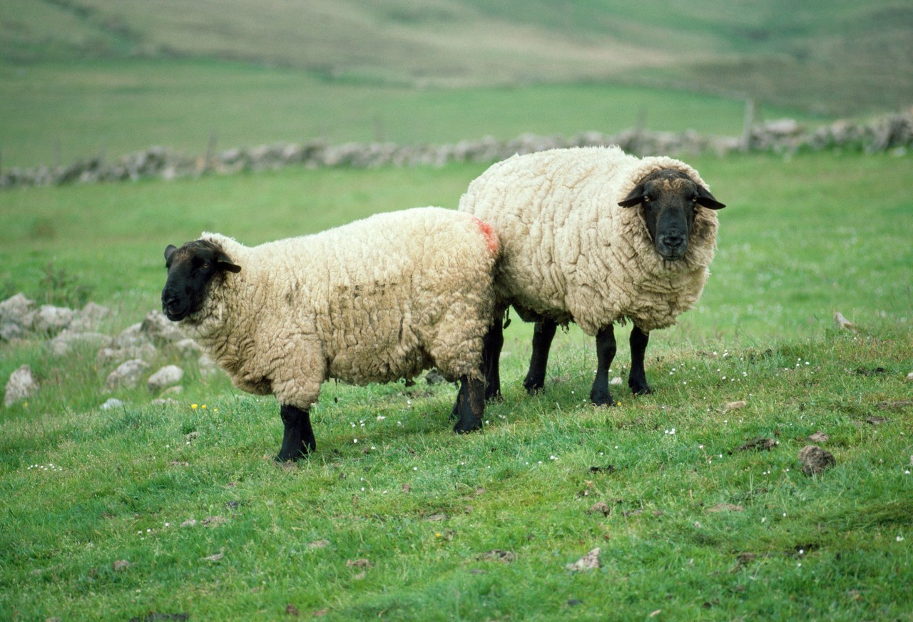 Zwei Suffolk-Schafe. Solche Tiere sollen die Diebe aus Schleswig-Holstein gestohlen haben.