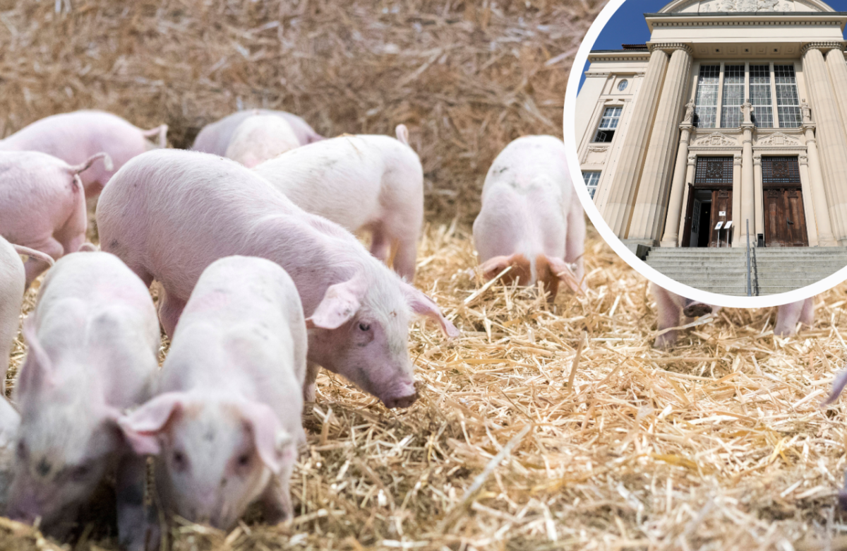 Schwerin Richter Bauer Sauerei mecklenburg vorpommern Staatsanwaltschaft Landgericht Schweine