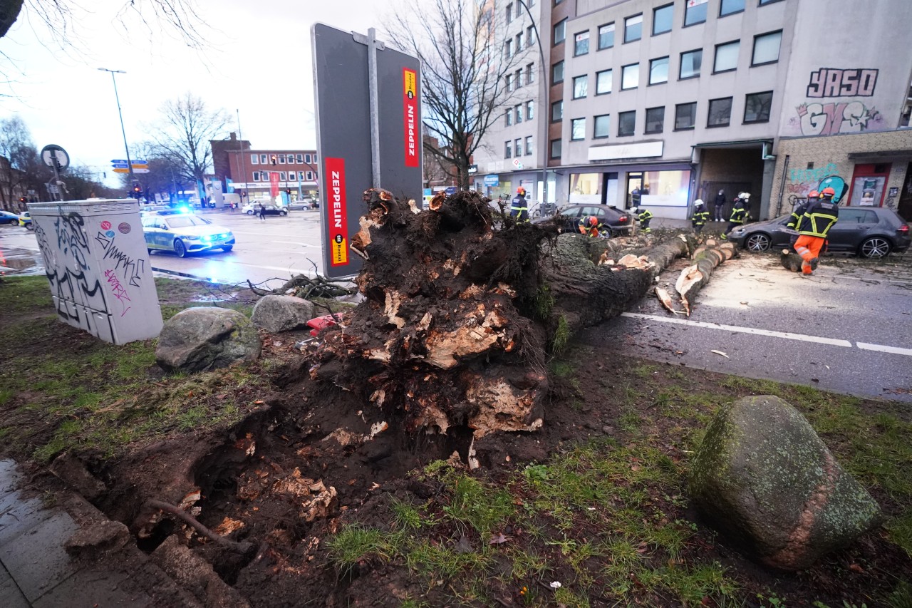 Im Stadtteil Hamburg Bahrenfeld ist im Sturm ein Baum umgekippt.