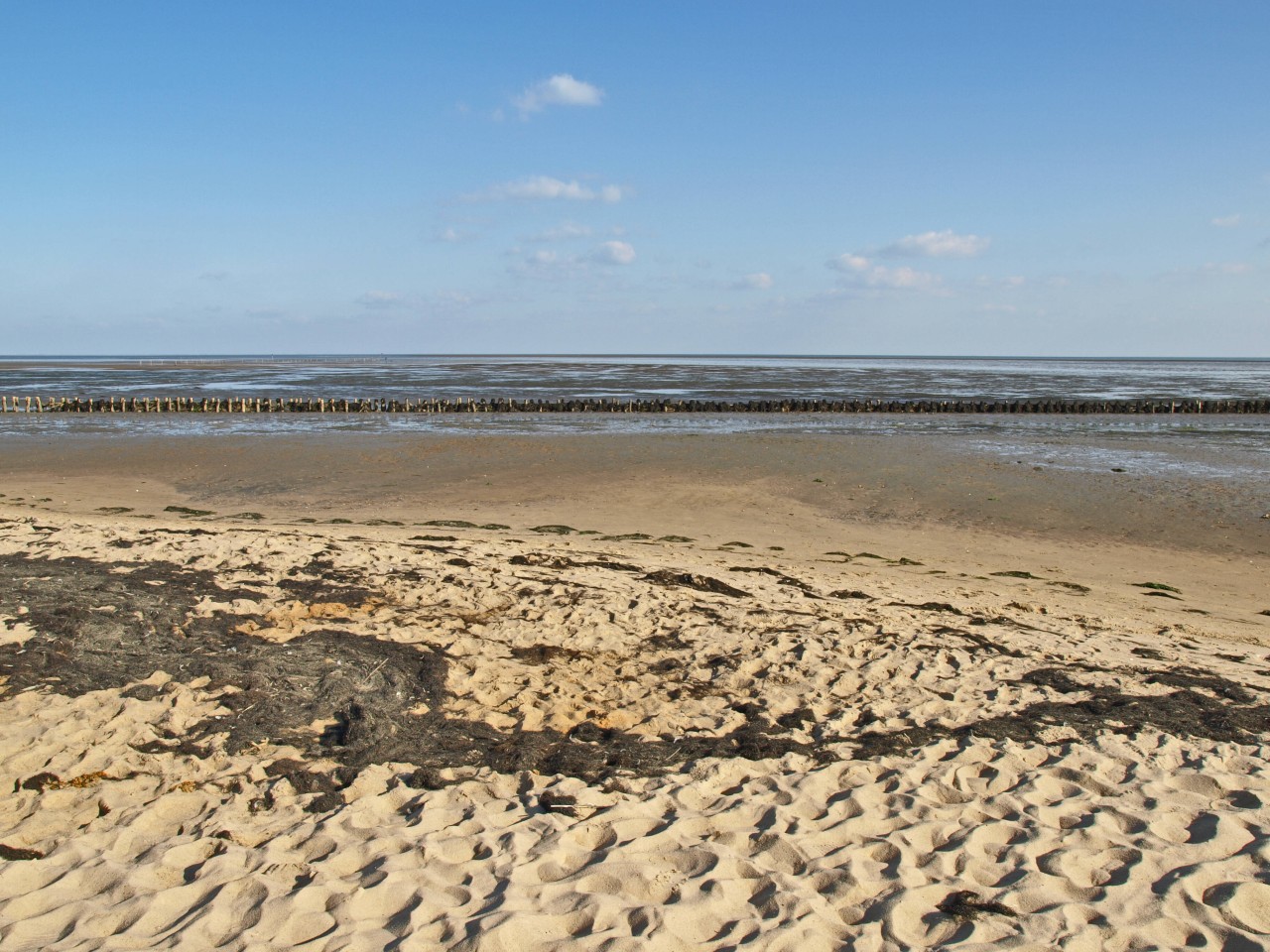 Auf Sylt wurden vermehrt Braunalgen angespült (Symbolbild).