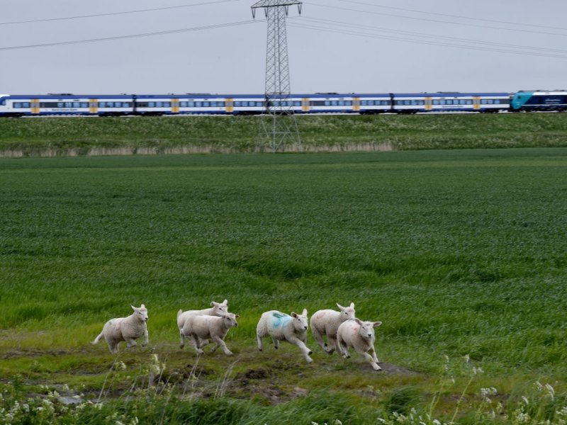 Sylt Bahn Zug.jpg