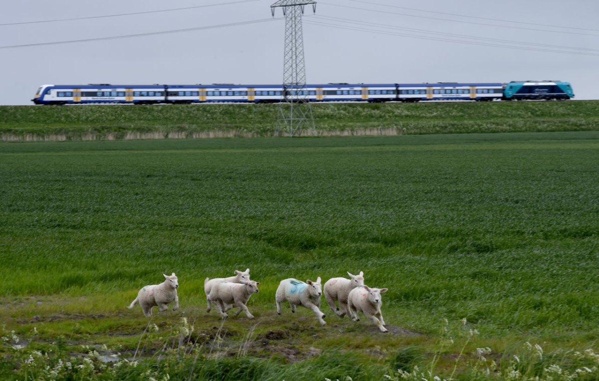 Sylt Bahn Zug.jpg