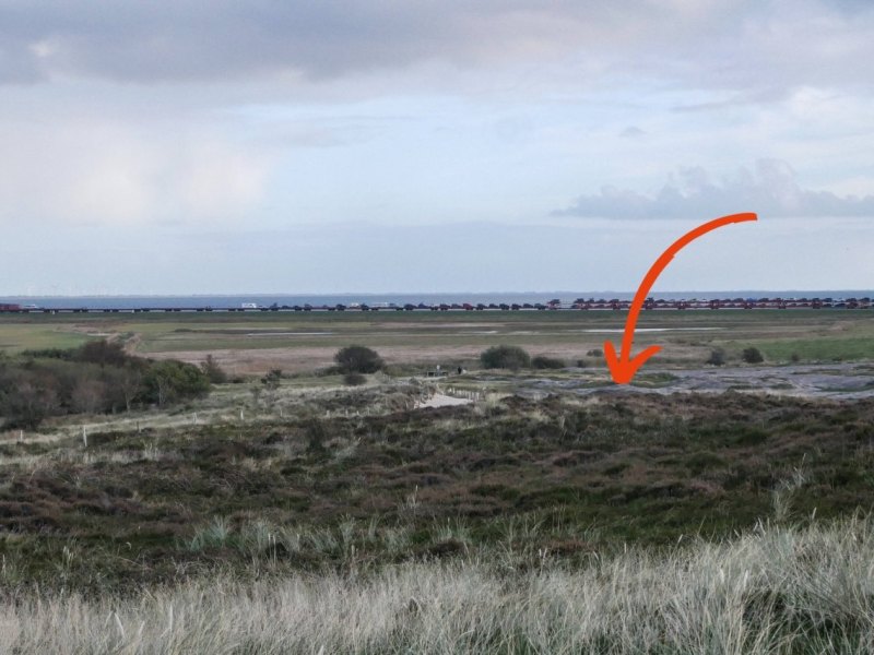 Sylt Fuchs.jpg