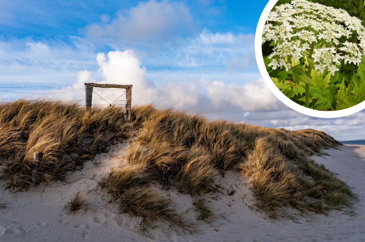 Sylt Herkulesstaude Riesenbärenklau