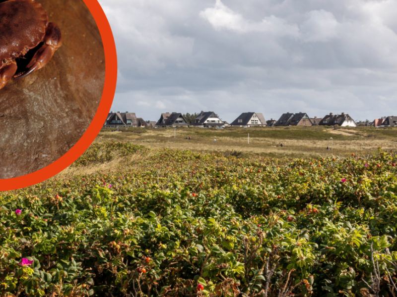 Sylt-Urlauber Fund Strand Hörnum Taschenkrebs Helgoland Knieper